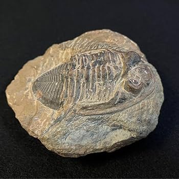Paralejurus　三葉虫　化石　モロッコ 産 Amazon.co.jp: ズリコバスピス Zlichovaspis 三葉虫 化石